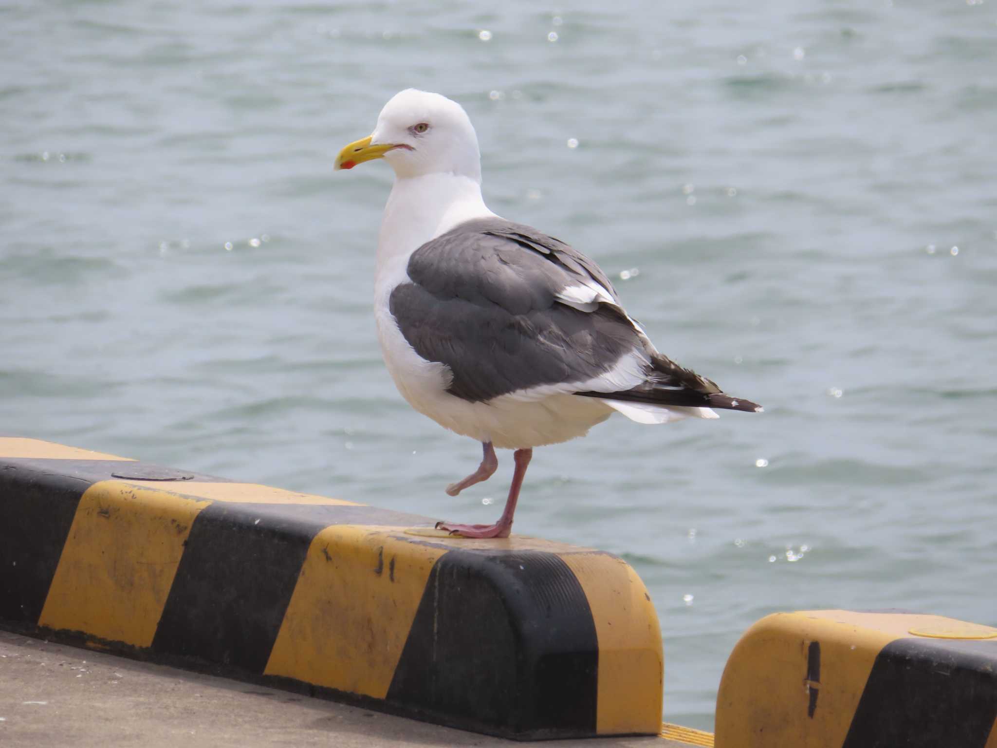 宮城県 鳥の海 オオセグロカモメの写真 by ゆ