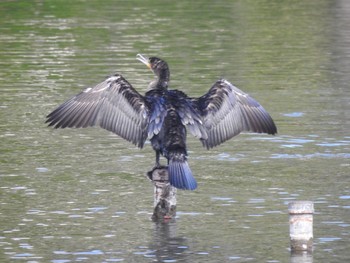 カワウ 井の頭公園 2021年4月9日(金)