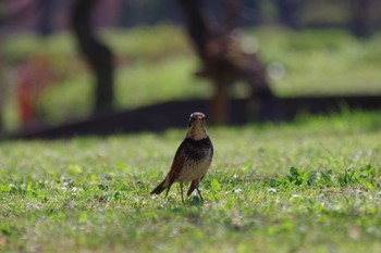 Dusky Thrush 東京都立小金井公園 Fri, 3/26/2021