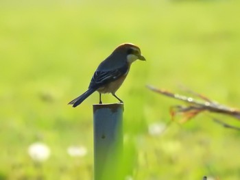 モズ 秋ヶ瀬公園 2021年4月11日(日)