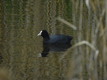 2021年4月9日(金) 葛西臨海公園の野鳥観察記録