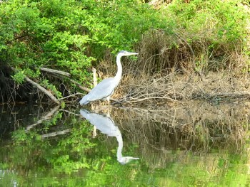 アオサギ 秋ヶ瀬公園(ピクニックの森) 2021年4月11日(日)