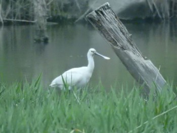 ヘラサギ 葛西臨海公園 2021年4月9日(金)