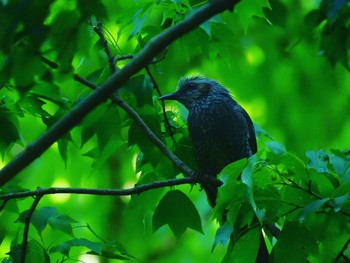 ヒヨドリ 東京都立小金井公園 2021年4月18日(日)