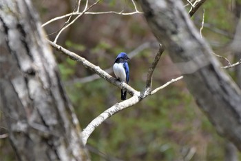 Blue-and-white Flycatcher 烏川渓谷緑地 Sat, 4/24/2021