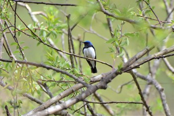 Blue-and-white Flycatcher 烏川渓谷緑地 Sat, 4/24/2021