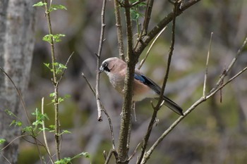 Eurasian Jay 烏川渓谷緑地 Sat, 4/24/2021