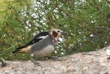 Chestnut-cheeked Starling 北海道　函館市　香雪園 Fri, 4/24/2020