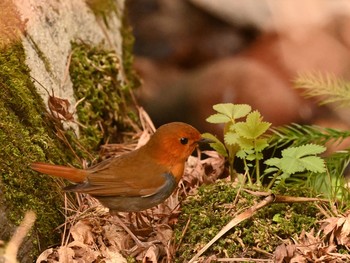 Japanese Robin 北海道　函館市　香雪園 Wed, 4/22/2020