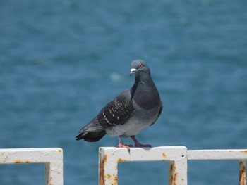 カワラバト 江ノ島堤防 2021年4月23日(金)