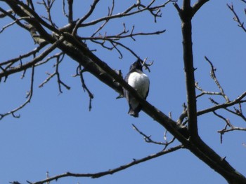 2021年4月24日(土) 森戸川源流の野鳥観察記録