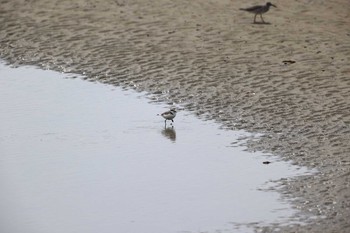 シロチドリ 甲子園浜(兵庫県西宮市) 2021年4月24日(土)