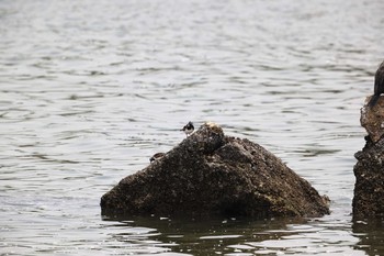 キョウジョシギ 甲子園浜(兵庫県西宮市) 2021年4月24日(土)