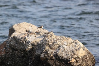 キアシシギ 甲子園浜(兵庫県西宮市) 2021年4月24日(土)