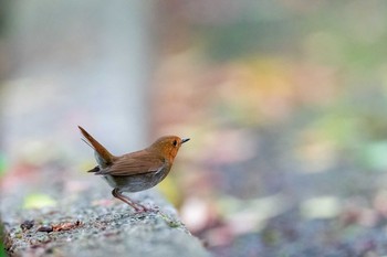 Japanese Robin Unknown Spots Fri, 4/23/2021