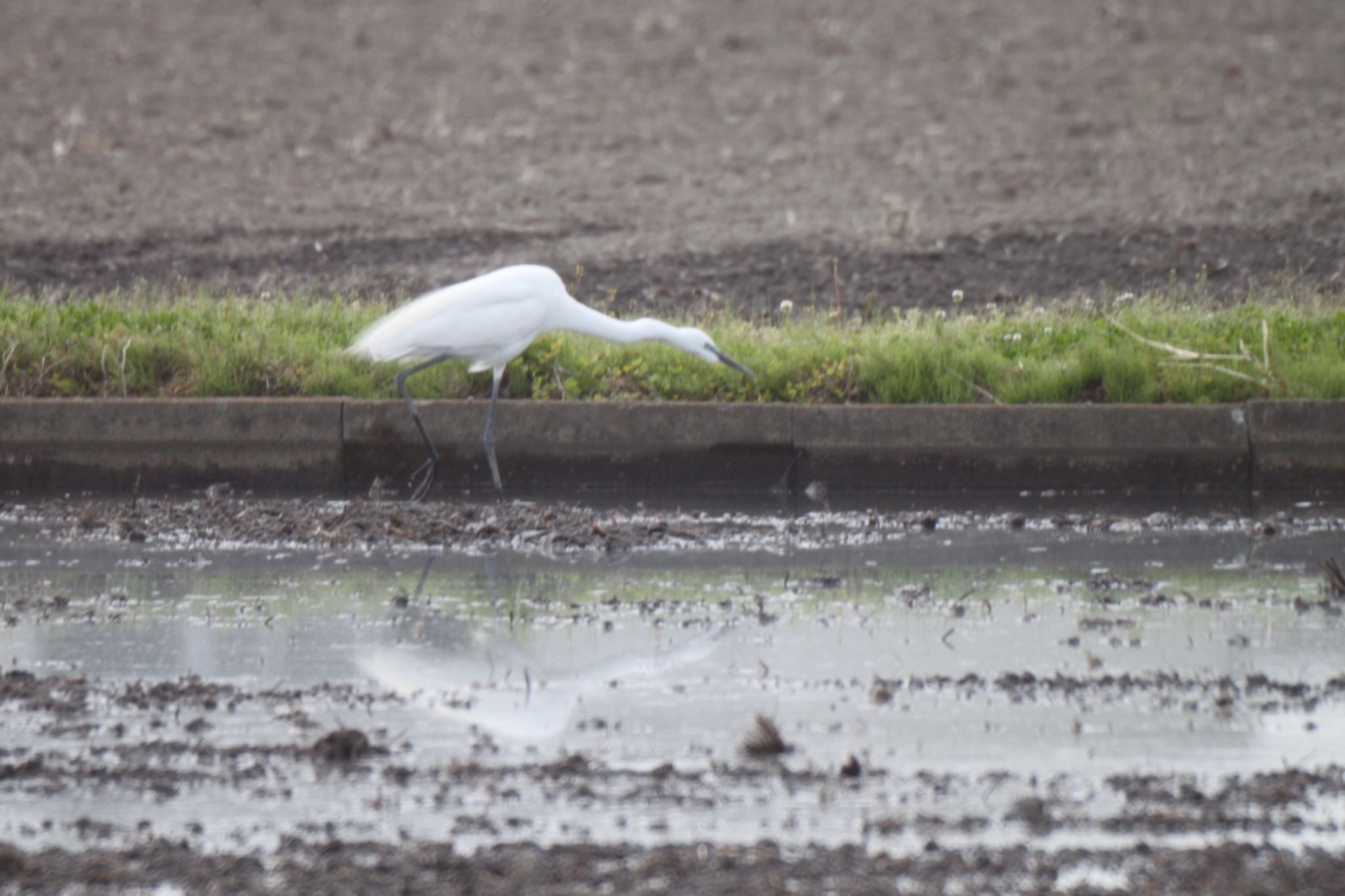 Photo of シラサギ at 宮代町 by sato Jst