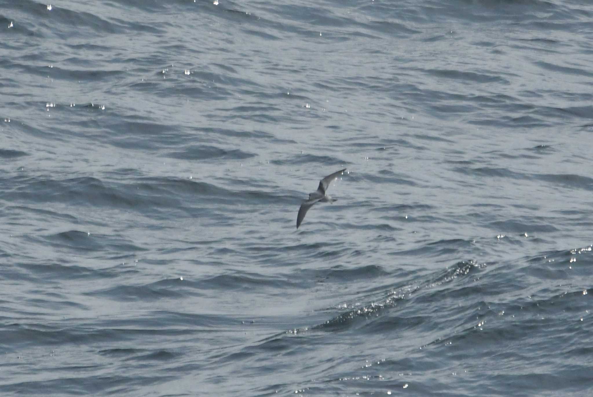 Fork-tailed Storm Petrel