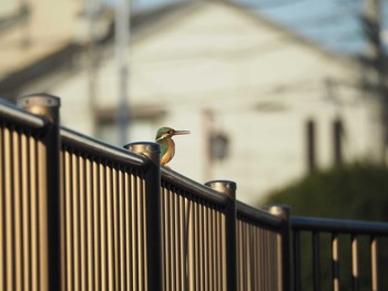 カワセミ 三沢川 2017年2月26日(日)