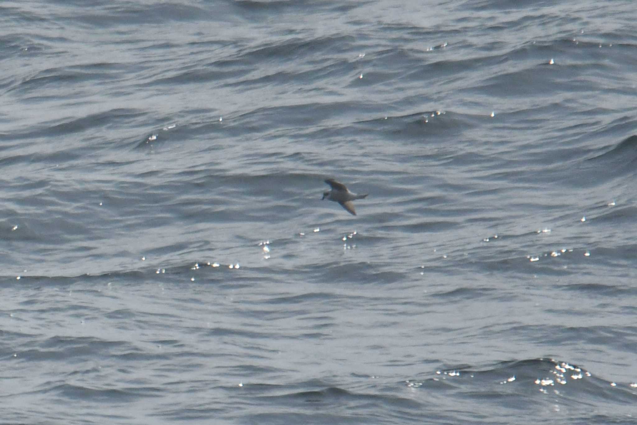 大洗-苫小牧航路 ハイイロウミツバメの写真