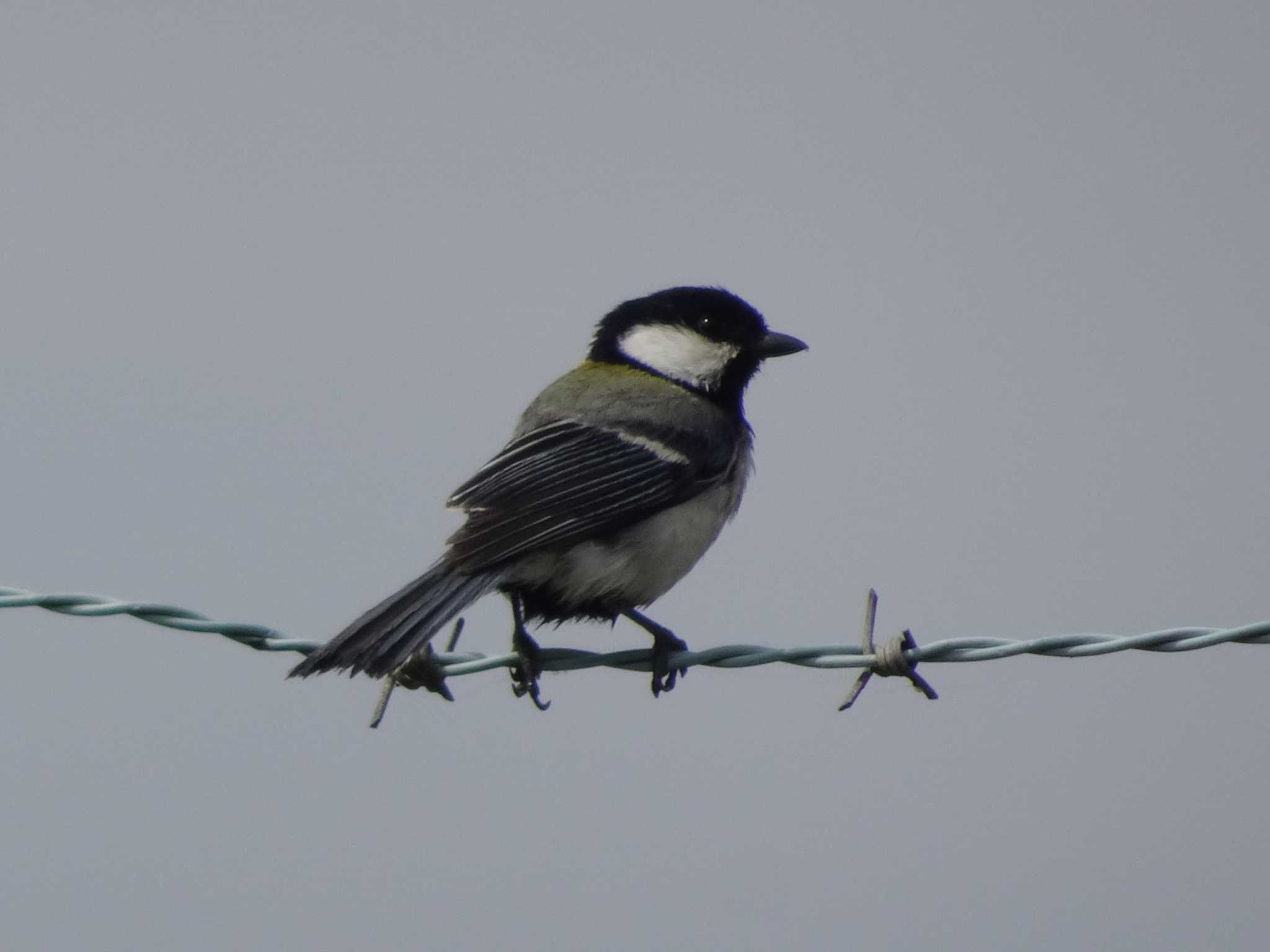 シジュウカラ