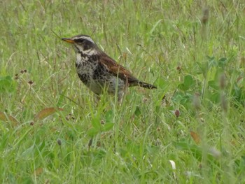 2021年4月25日(日) 相模原沈殿池の野鳥観察記録