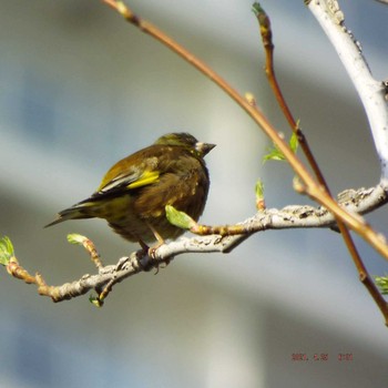 Grey-capped Greenfinch 晴海 Sun, 4/25/2021