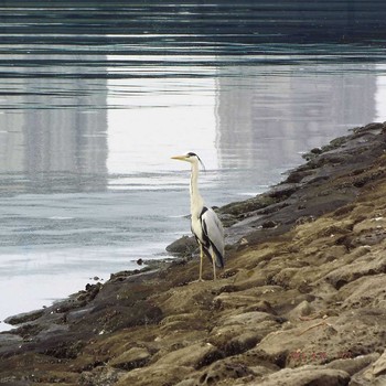 Grey Heron 豊洲 Sun, 4/25/2021