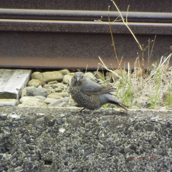 Blue Rock Thrush 晴海 Sun, 4/25/2021