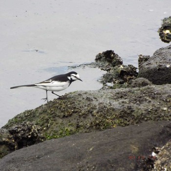 White Wagtail 豊洲 Sun, 4/25/2021