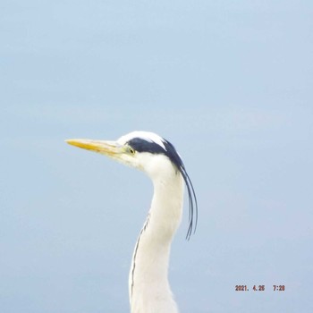 Grey Heron 豊洲 Sun, 4/25/2021