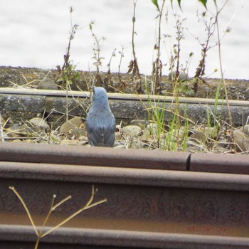 Blue Rock Thrush 晴海 Sun, 4/25/2021