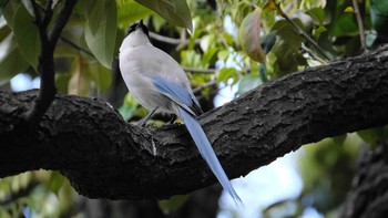 2021年4月25日(日) 東京都品川区の野鳥観察記録