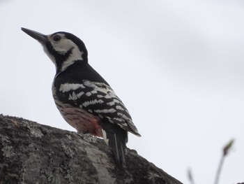 Sun, 4/25/2021 Birding report at 泉ヶ岳