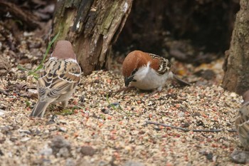 ニュウナイスズメ 場所が不明 2021年4月24日(土)