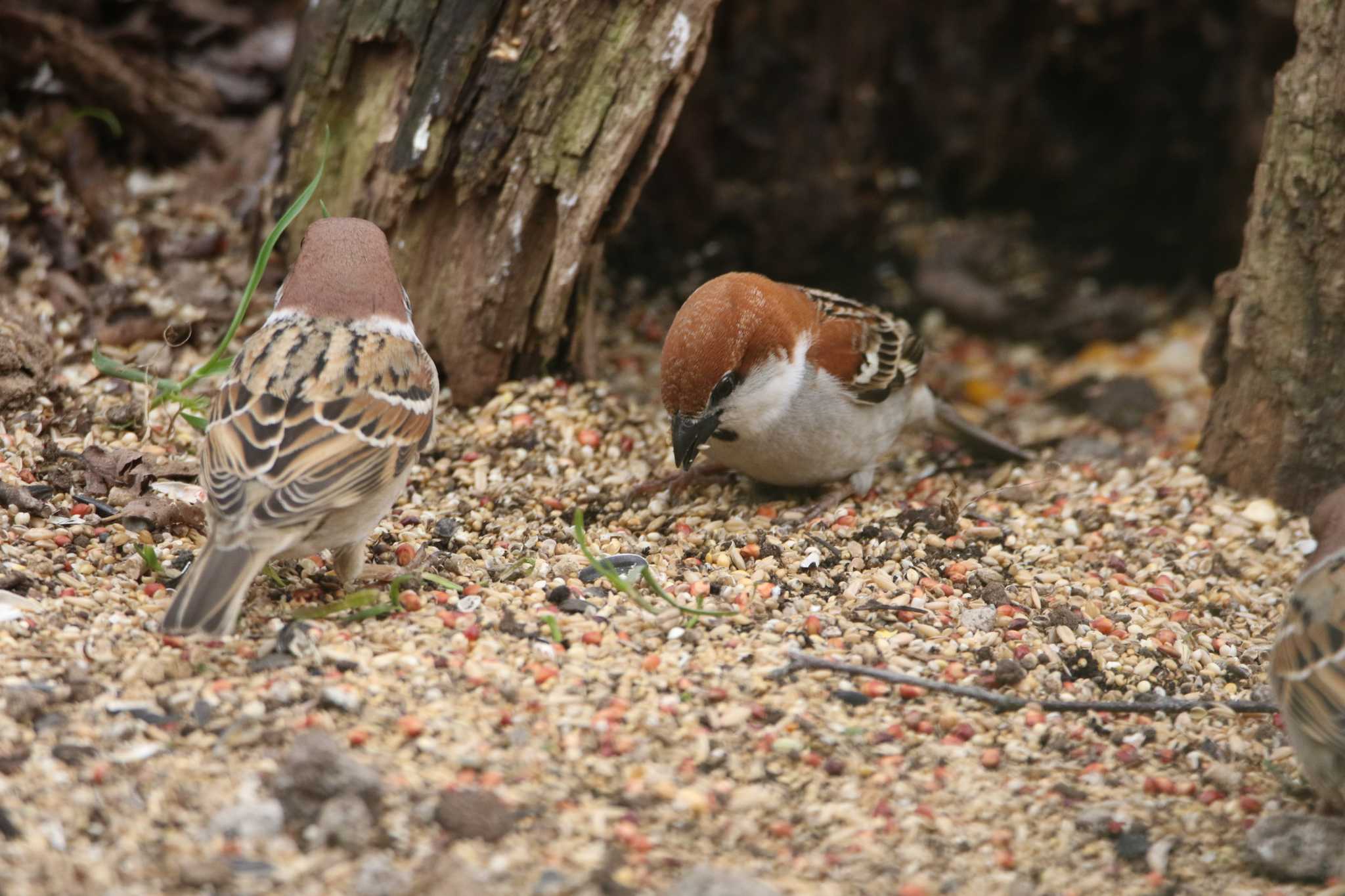 ニュウナイとノーマルすー