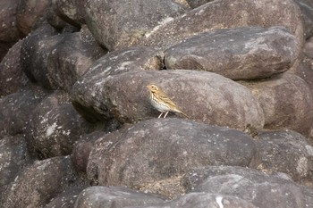 Olive-backed Pipit 佐久間ダム湖親水公園 Sat, 4/24/2021