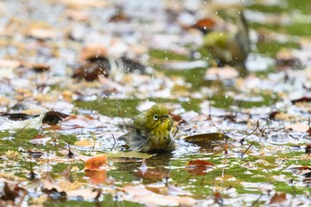 Warbling White-eye Hattori Ryokuchi Park Sat, 4/24/2021