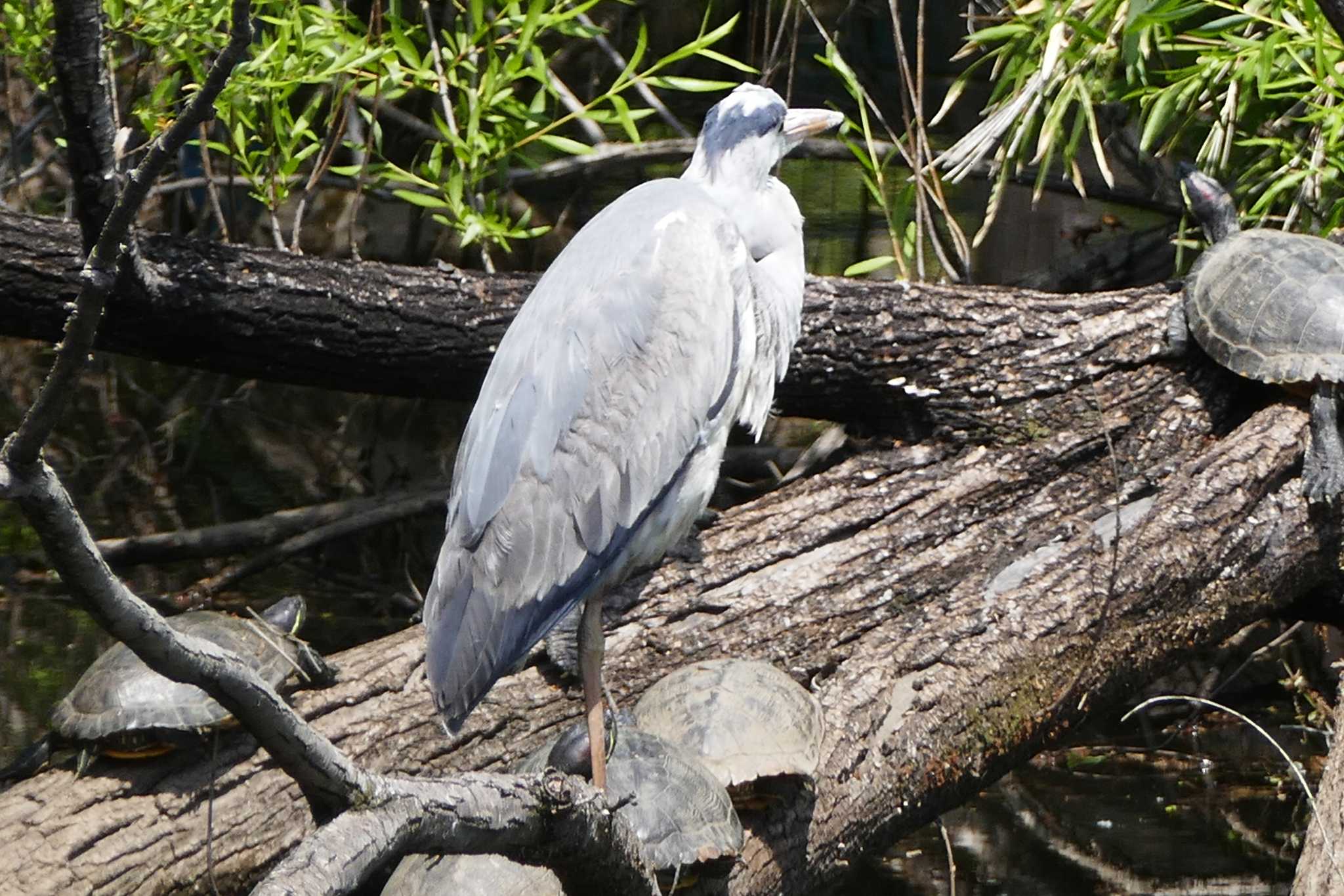 Grey Heron