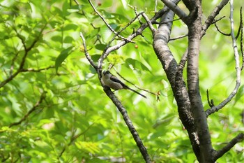 Long-tailed Tit 赤羽自然観察公園 Sun, 4/25/2021