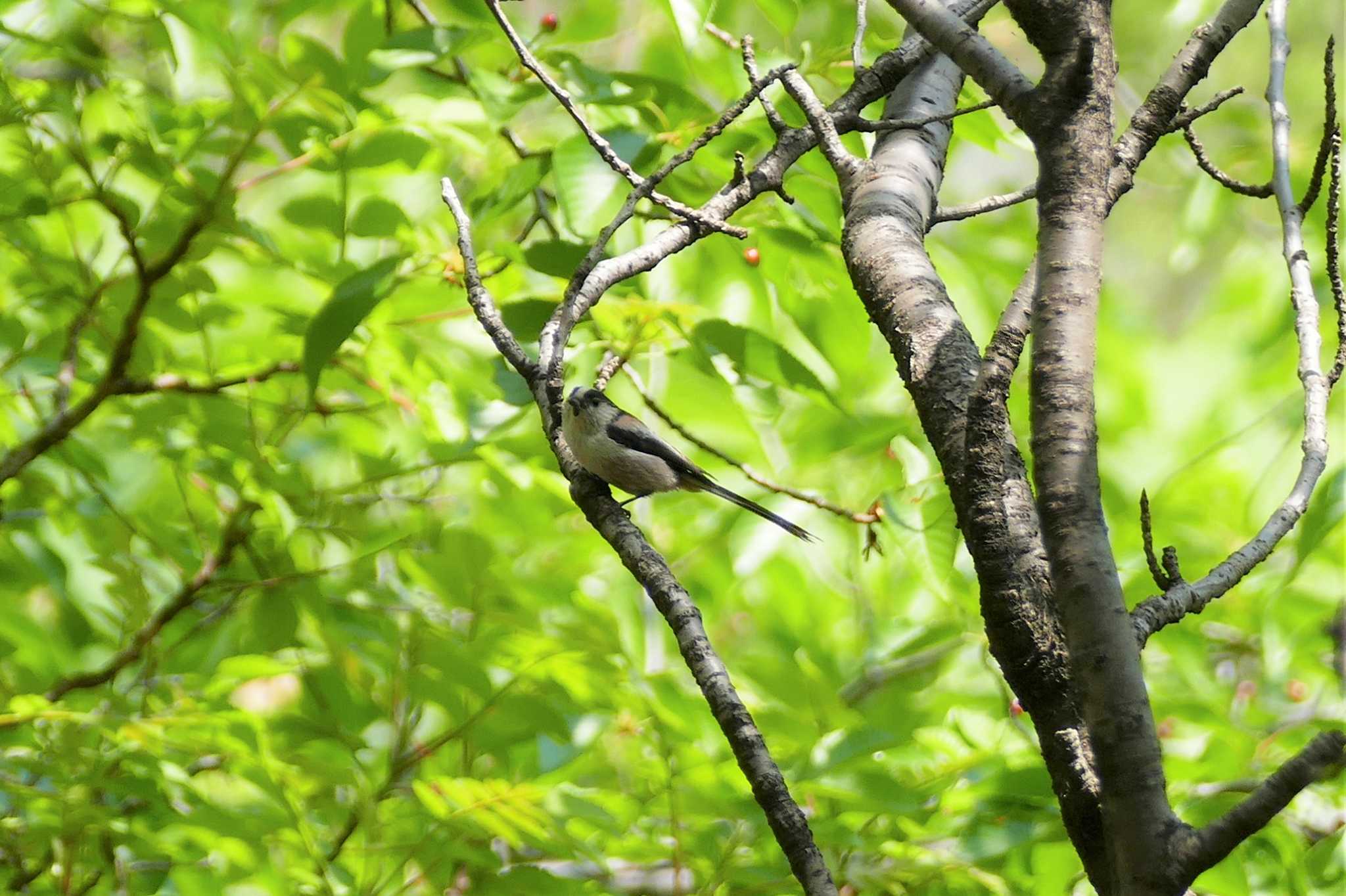 Long-tailed Tit