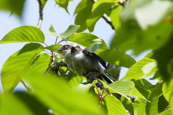 2021年4月25日(日) 赤羽自然観察公園の野鳥観察記録