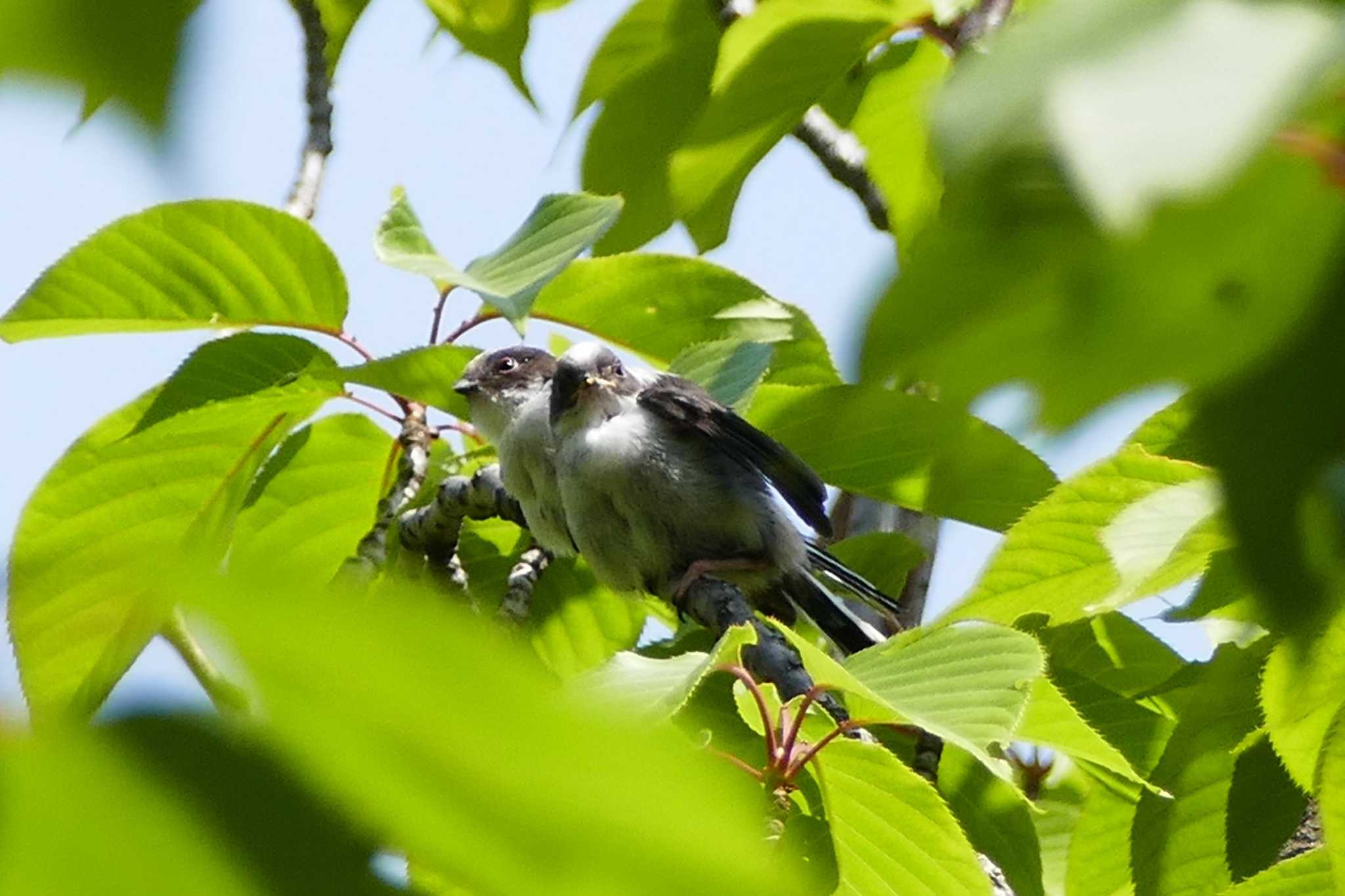 Photo of Long-tailed Tit at 赤羽自然観察公園 by アカウント5509