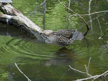 コガモ 千葉市泉自然公園 2021年4月24日(土)