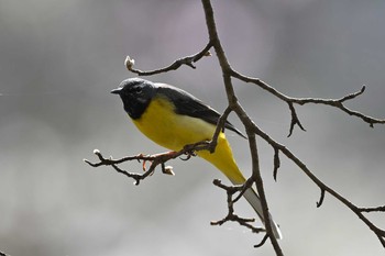 Grey Wagtail Unknown Spots Sun, 4/25/2021