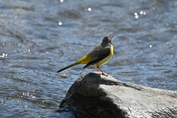 Grey Wagtail Unknown Spots Sun, 4/25/2021