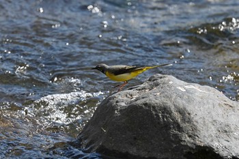 Grey Wagtail Unknown Spots Sun, 4/25/2021