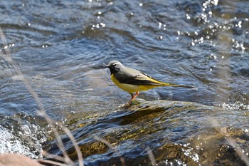 キセキレイ 湯川 2021年4月25日(日)