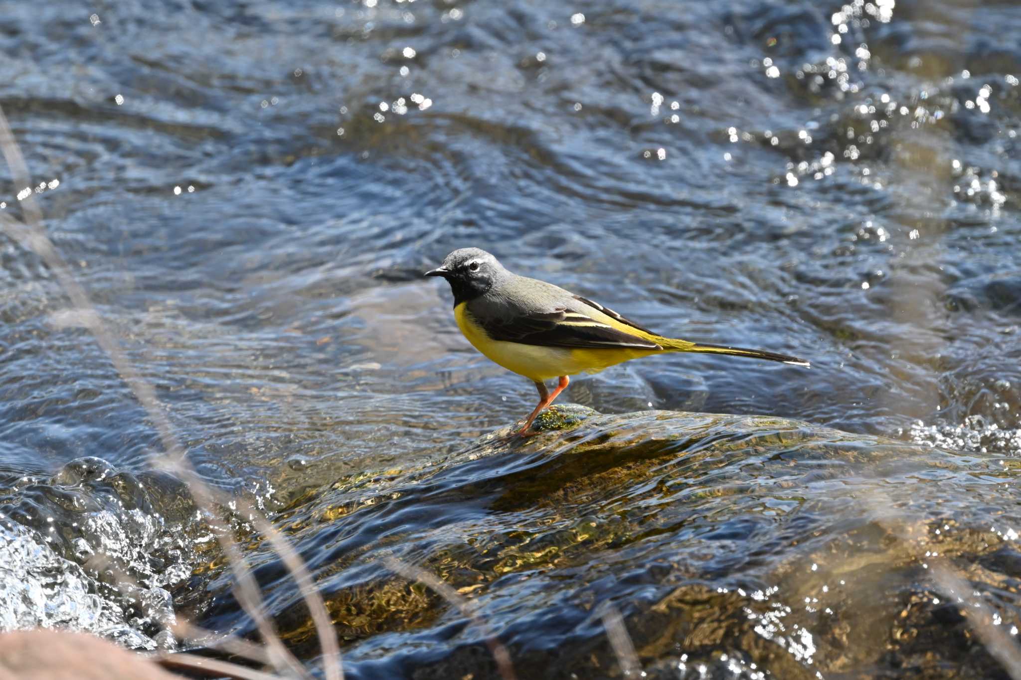 Photo of Grey Wagtail at 湯川 by toritori