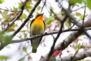 Narcissus Flycatcher 福島県 Sun, 4/25/2021