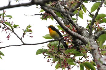 Narcissus Flycatcher 福島県 Sun, 4/25/2021